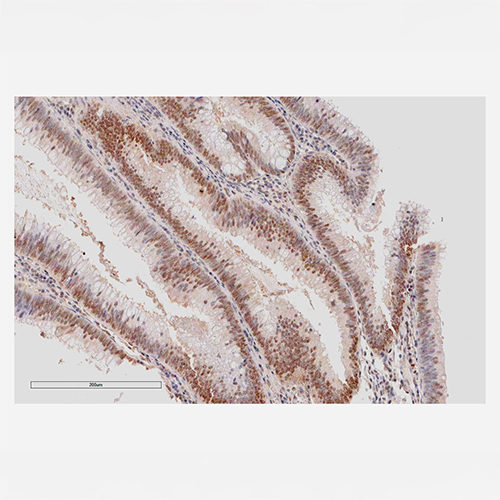 Monoclonal APE1/Ref-1 Antibody (Clone 2A11)