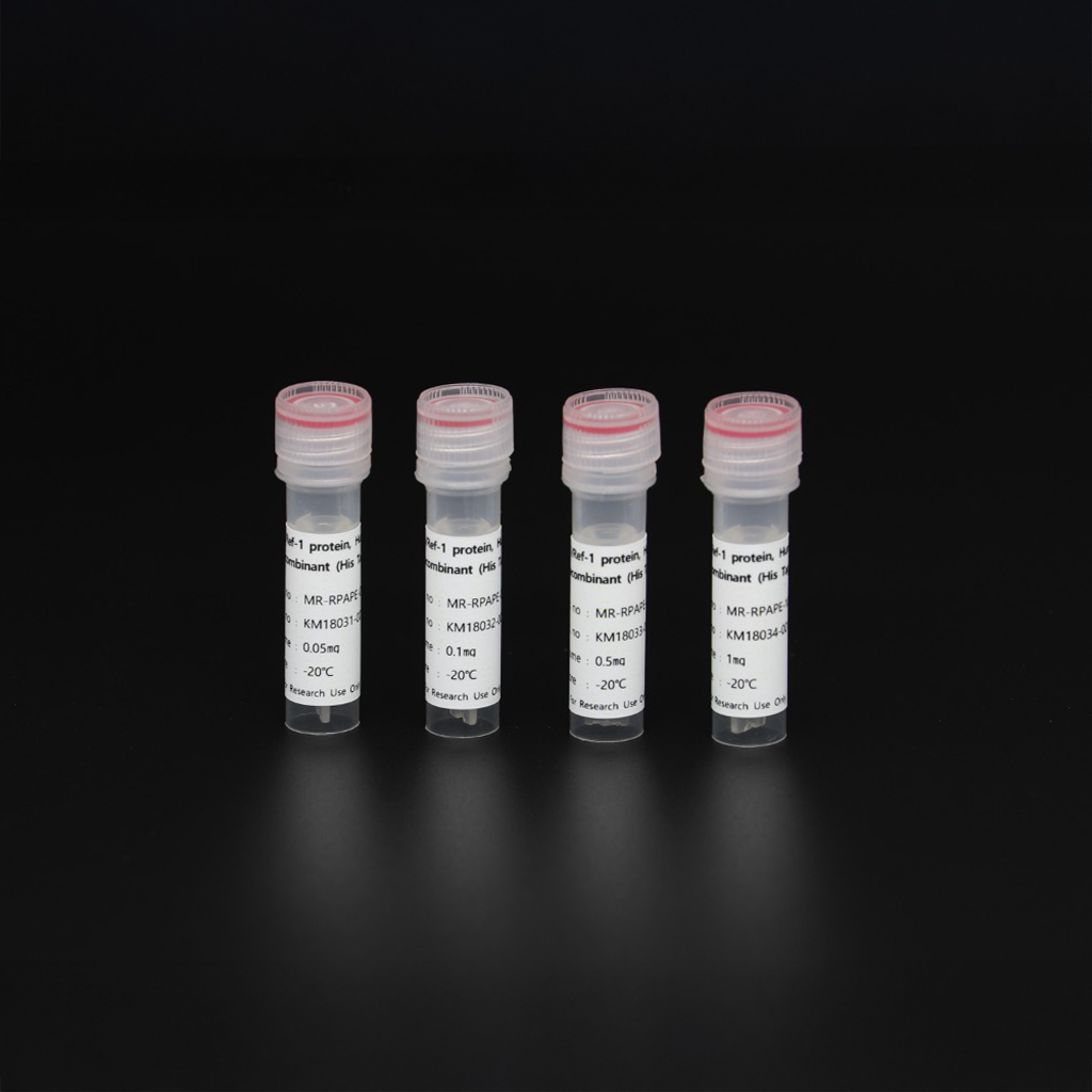 APE1/Ref-1-Fc protein, Human, Recombinant